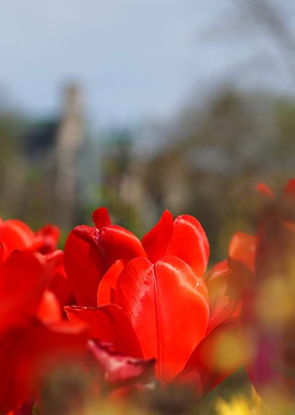 Red Tulips Close-Up