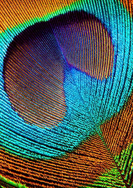 Peacock Feather Close-up