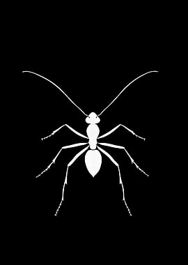 Animal White Ant Art