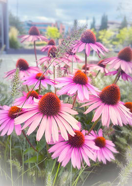 Pink Coneflowers in Bloom
