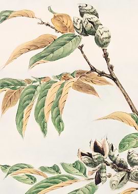 Shi Branch with Pods