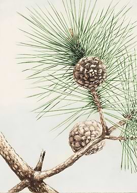 Pine Branch with Cones
