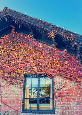 Autumn Ivy on Brick Wall