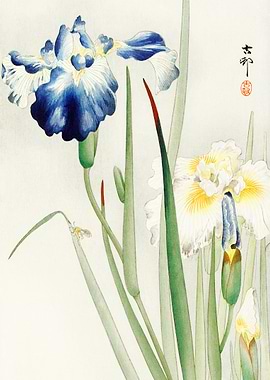 Japanese Iris Watercolor