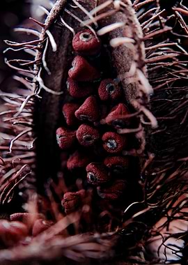 Red Seeds of achiote in Pod