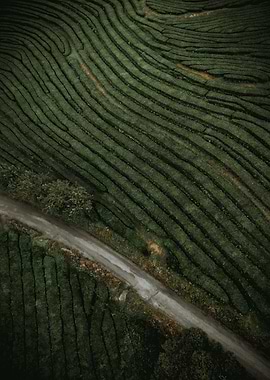 Aerial View of Tea Plantation