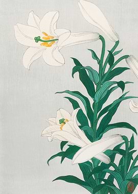 White Lilies Print