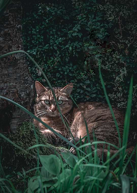 Cat in the Grass