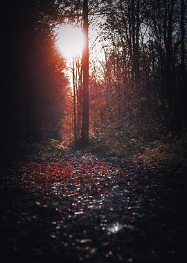 Forest Path Sunset