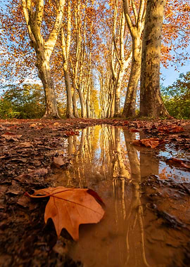 Autumn Tree Reflections
