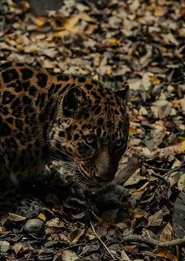 Leopard in Autumn Leaves