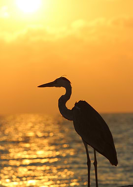 Heron Silhouette at Sunset