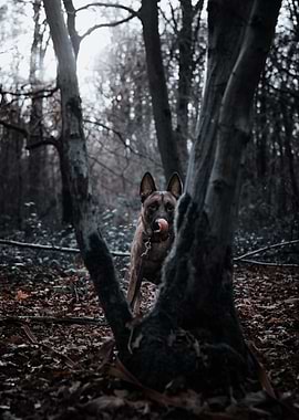 Dog in Forest