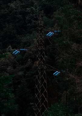 Power Line in Forest