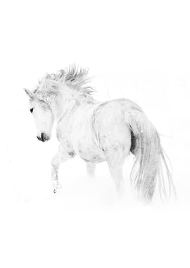 White Horse in Snow