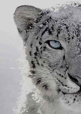 Snow Leopard Close-Up