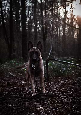 Belgian Malinois in Forest