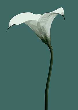White Calla Lily