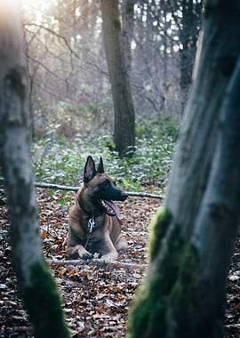 Belgian Malinois in Forest