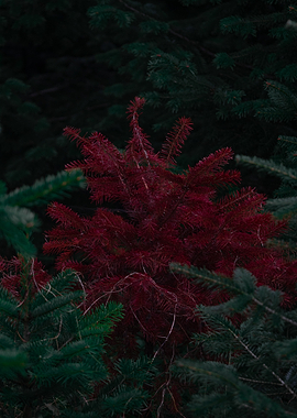 Red Spruce in Forest