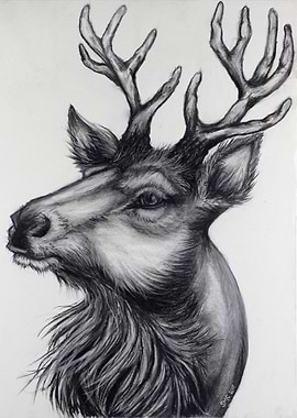 Charcoal Deer
