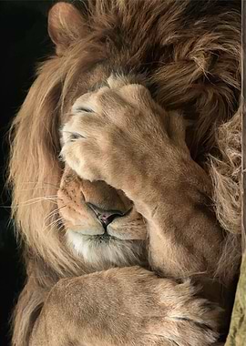 Lion Hiding Face