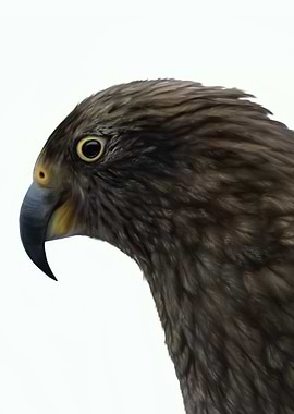 Kea Parrot Portrait
