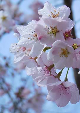 Delicate Pink Cherry Blossoms