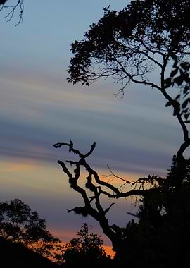 Silhouetted Trees at Sunset