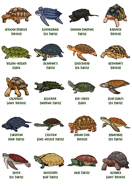 Tortoises and Turtles - Types of Turtles