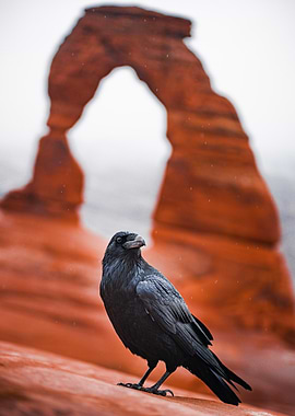 Raven at Delicate Arch