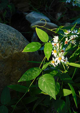 White Flowers and Green Leaves