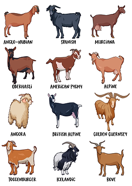 Types of goats