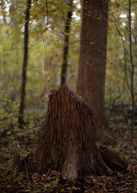 Tree Stump in Forest