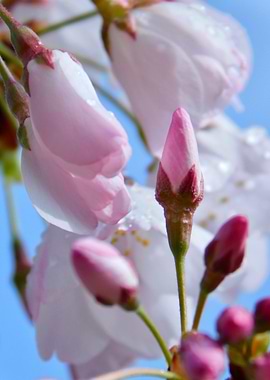 Pink Cherry Blossoms