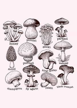 Mushroom Illustration Chart