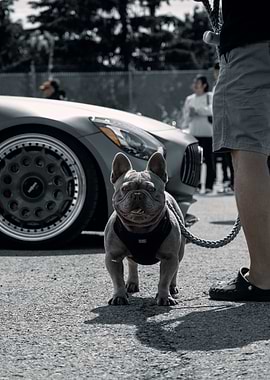 French Bulldog with Car