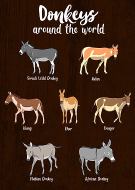 Donkeys Around the World
