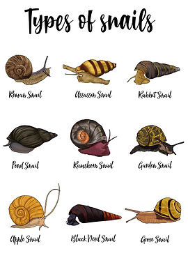 Snail Types Illustration