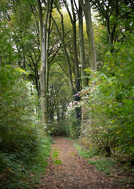 Forest Path