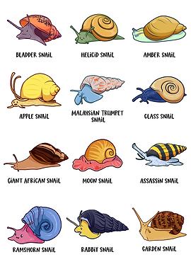 Cute Types of Snails