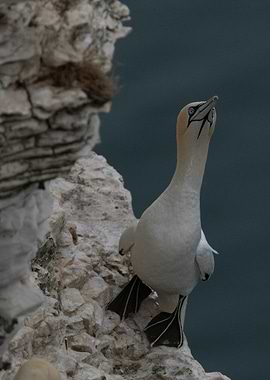 Gannet on Cliff