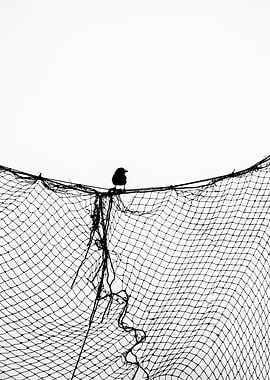 Bird on Net Silhouette