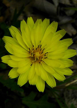 Yellow Wildflower Close-Up