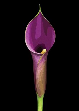 Purple Calla Lily