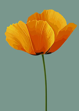Closeup Orange Poppy Flower