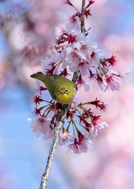 Swinhoe's white-eye on Cherry Blossom