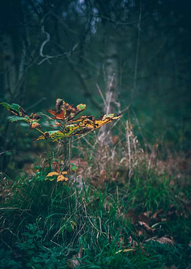 Autumn Leaves in Forest