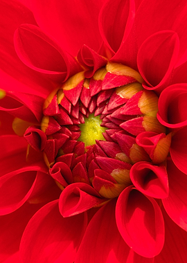 Red Dahlia Close-Up