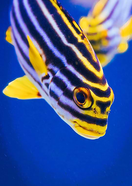 Oriental Sweetlips Fish